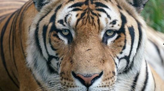 老虎化成人形故事视频,探寻神秘传说背后的奇幻之旅